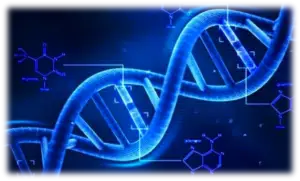 Human DNA mapping